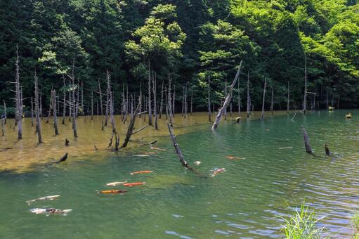 一の俣桜公園 一の俣桜公園の写真