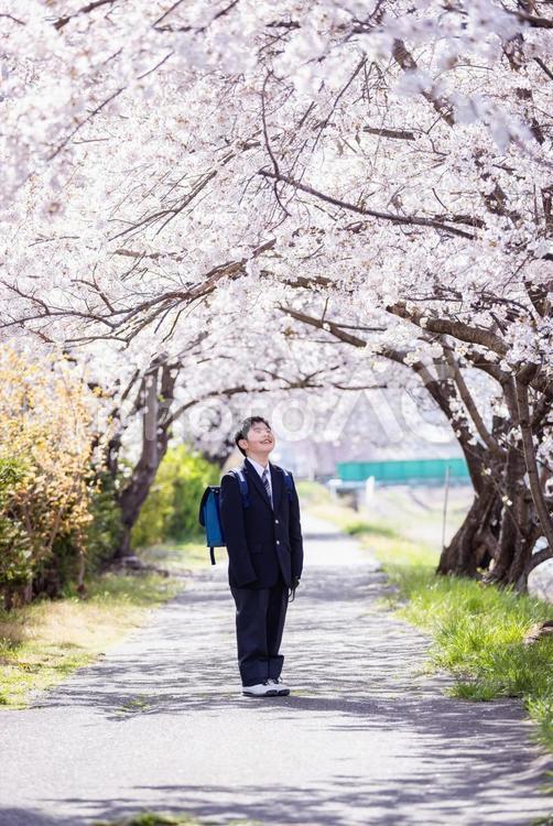 桜を見上げる中学生 桜,小学生,ランドセルの写真素材