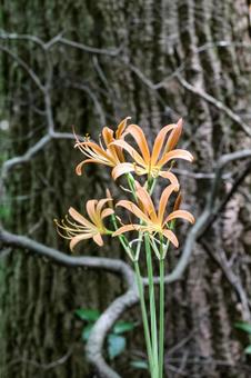 オオキツネノカミソリ オオキツネノカミソリ オオキツネノカミソリ,花,大狐のカミソリの写真素材