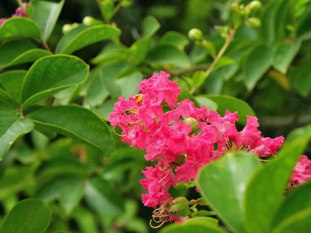 サルスベリの花_10 サルスベリの花_10の写真