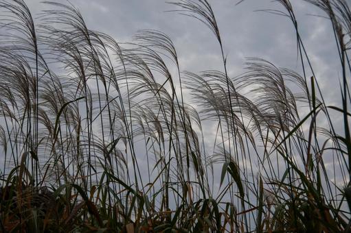 Swaying Japanese silver grass, JPG