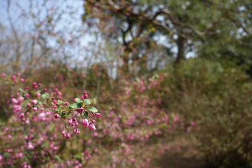 ピンクの花 ピンクの花 の写真