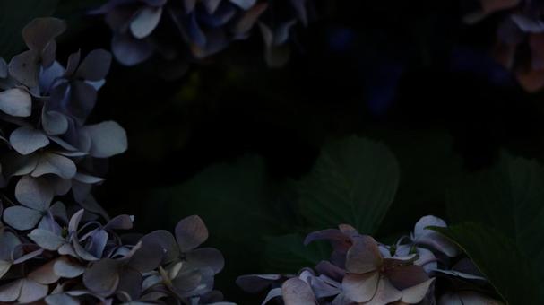 Photo, purple, light purple, no correction, 