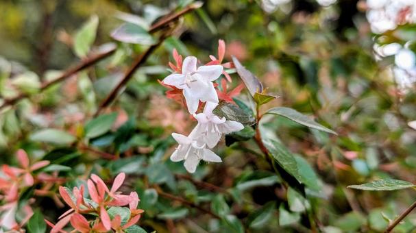 街路樹の白い花 街路樹,白,花の写真素材