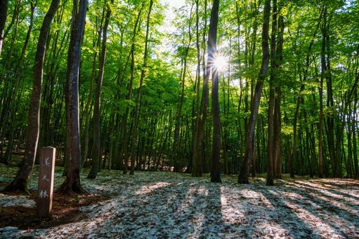 250508十日町市松之山美人林 新潟県,十日町市,松之山の写真素材