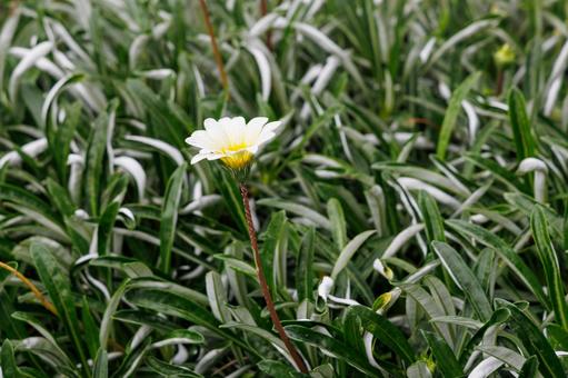 純白の花 純白の花 白い花,デイジー,緑の葉の写真素材