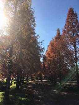 秋の公園 秋の公園の写真