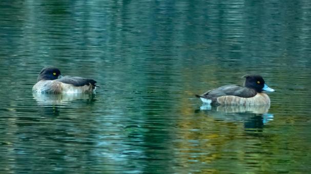 仲良しなカモの写真