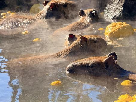 柚子湯に入るカピバラ 柚子湯に入るカピバラ 温泉カピバラ,ゆず湯,カピバラの写真素材