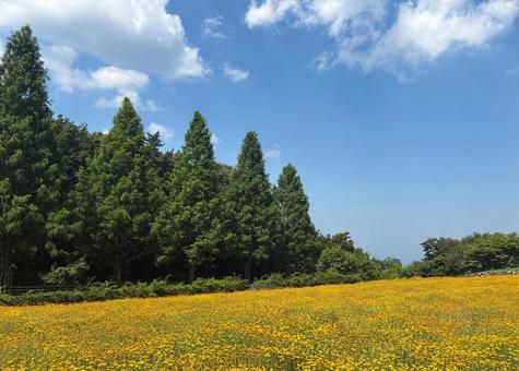Photo, dyers chamomile, sunny day, natural, 