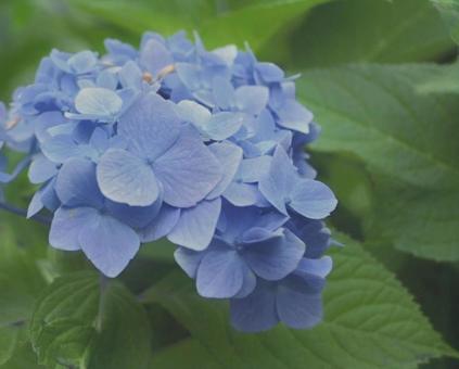 紫陽花 紫陽花の写真