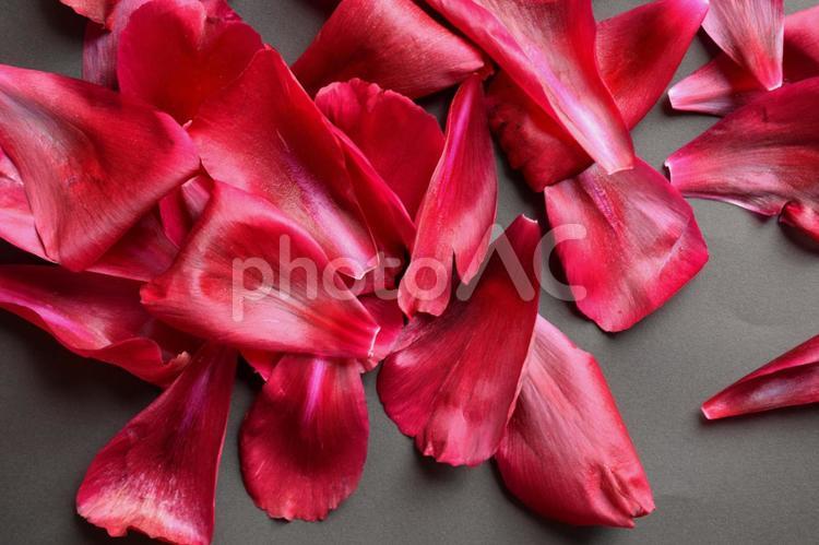 シックなシャクヤクの花びら、黒背景 シャクヤク,芍薬,テキストスペースの写真素材