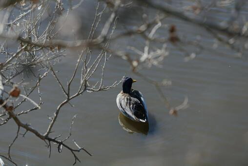 浅瀬で羽を休めるマガモ マガモ,鴨,冬鳥の写真素材