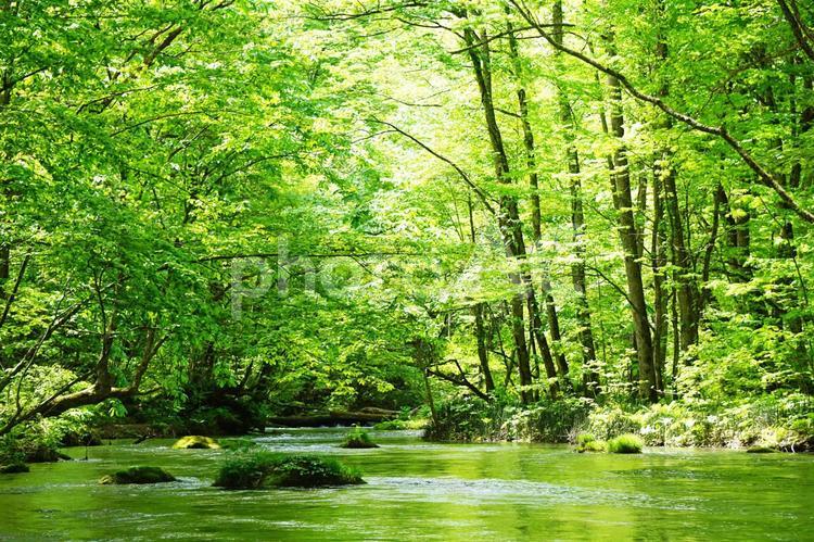 新緑の風景 渓流,風景,新緑の写真素材