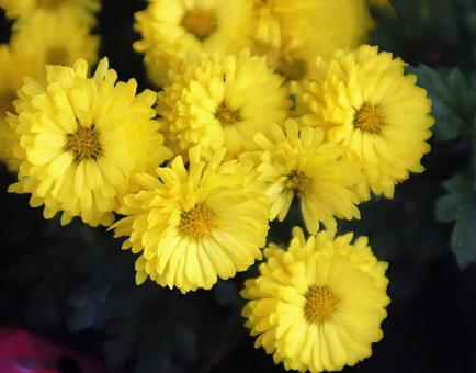 菊枕 菊,花,flowerの写真素材