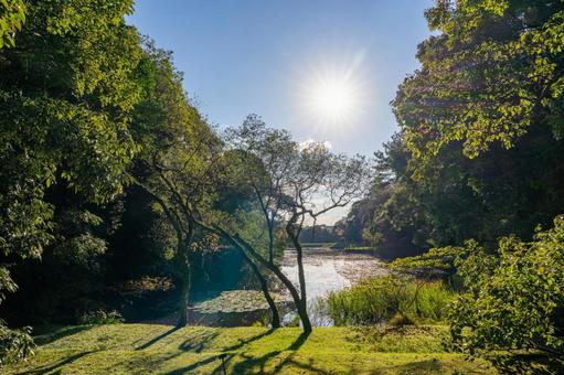 逆光に照らされる森と池の風景 空,青空,太陽の写真素材