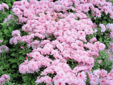 地植えの洋菊 地植えの洋菊の写真