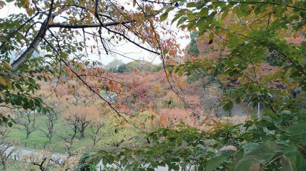 大阪城梅林公園の紅葉 梅,紅葉,木の写真素材