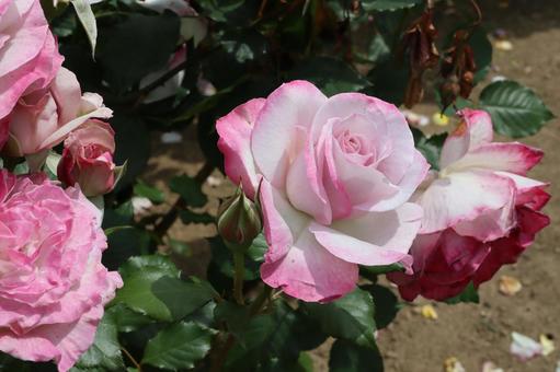 バラ園にて綺麗な薔薇を撮影しました バラ園にて綺麗な薔薇を撮影しました 花,薔薇,自然の写真素材