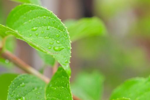 Photo, leaf, reef, after the rain, 