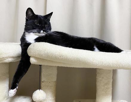 猫_黒猫 猫_黒猫 家猫,保護猫,リラックスの写真素材