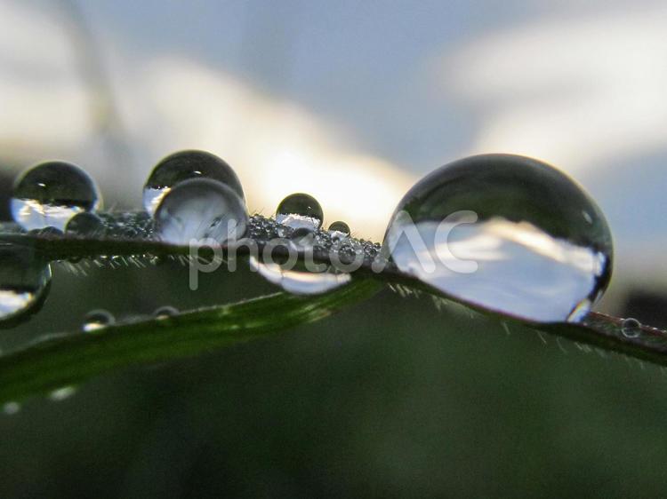 水滴と緑の葉と朝日（Water drops） 水滴,すいてき,しずくの写真素材