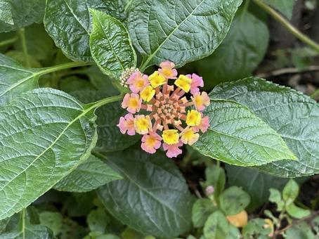東京11月：ランタナの花 2025 花,ランタナ,青葉の写真素材