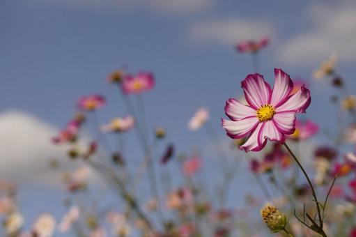 コスモス コスモス コスモス,秋桜,秋の写真素材
