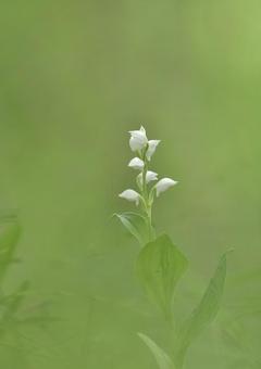 ギンラン ギンランの写真