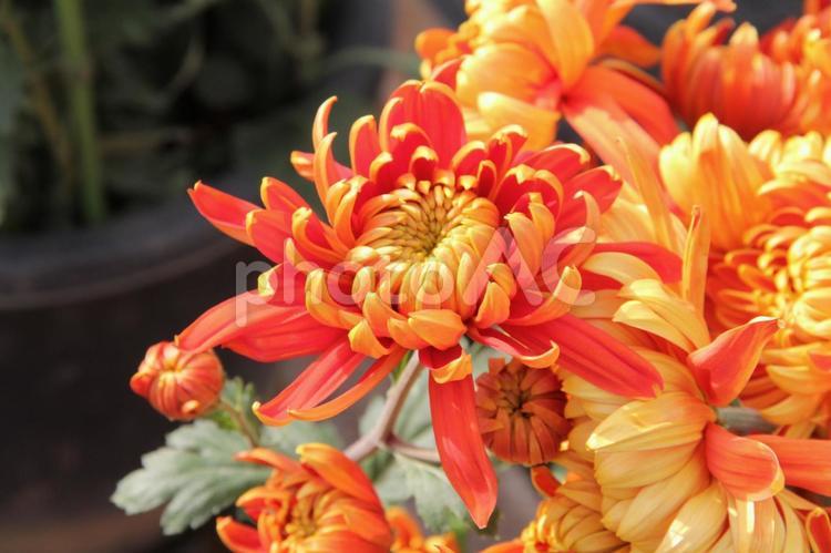 わきく・和菊　マクロ 花,秋,伝統的な菊の写真素材