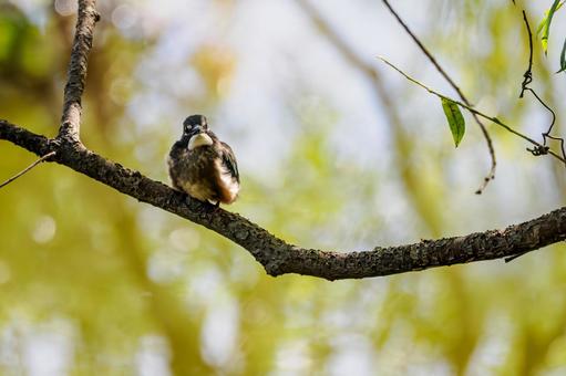 カワセミの若鳥⑹ カワセミの若鳥⑹の写真