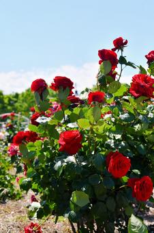 薔薇 レッドクイーン 薔薇 レッドクイーン 薔薇,レッドクイーン,赤の写真素材