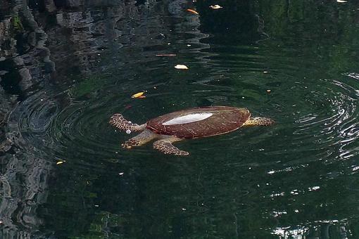ニューカレドニア535　亀の洞窟　海亀 ニューカレドニア,ウヴェア島,亀の洞窟の写真素材