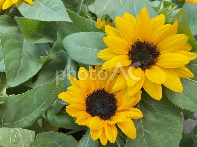 鮮やかな黄色のひまわりの花 ひまわり,向日葵,夏の写真素材