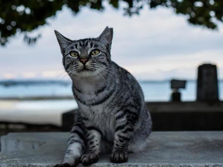 マイペースに過ごす猫 猫,地域猫,動物の写真素材