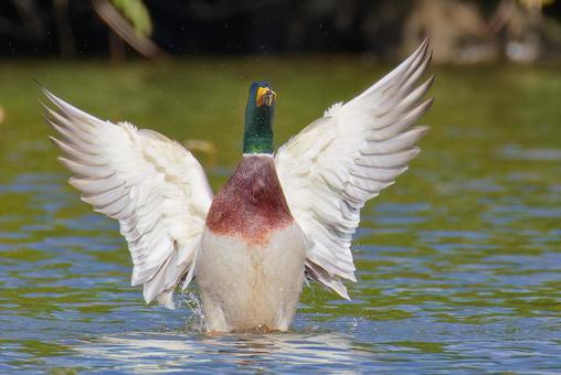 川で羽ばたきをするマガモ雄 マガモ,真鴨,鴨の写真素材