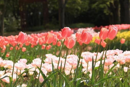 チューリップ畑 チューリップ,ちゅーりっぷ,花の写真素材