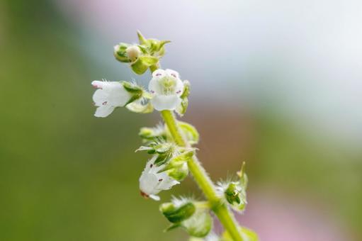 可憐に咲く青紫蘇の白い花 可憐に咲く青紫蘇の白い花の写真