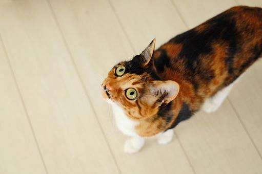 見上げる三毛猫 見上げる三毛猫の写真