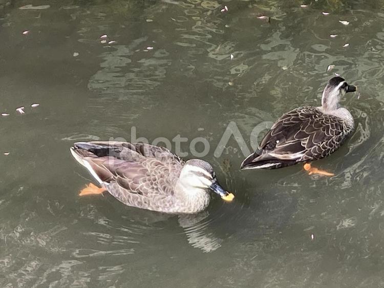 二羽の鴨 カルガモ,鴨,自然の写真素材