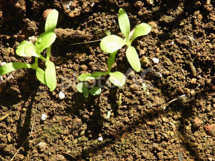 ももいろタンポポの芽 ももいろタンポポ,発芽,芽の写真素材
