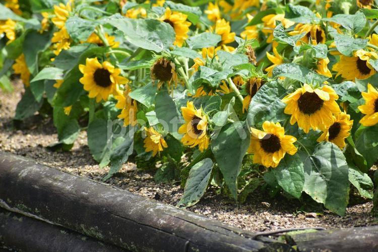 ひまわり　ヒマワリ　向日葵　しまね花の郷 ひまわり,向日葵,夏の写真素材