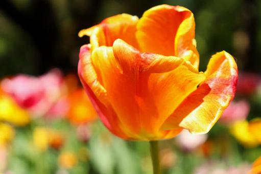 チューリップ 春の花 鮮やか カラフル 美しい 自然 綺麗 オレンジ 華やか 大輪 チューリップ 春の花 鮮やか カラフル 美しい 自然 綺麗 オレンジ 華やか 大輪の写真