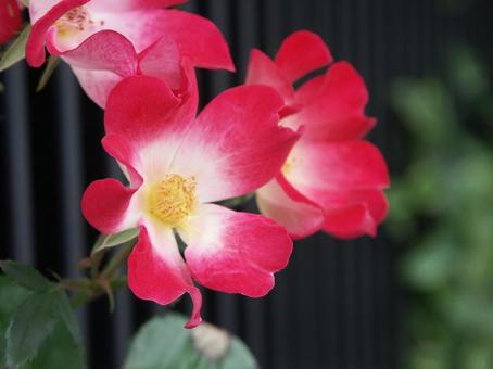 バラ・薔薇 カクテル バラ・薔薇 カクテルの写真
