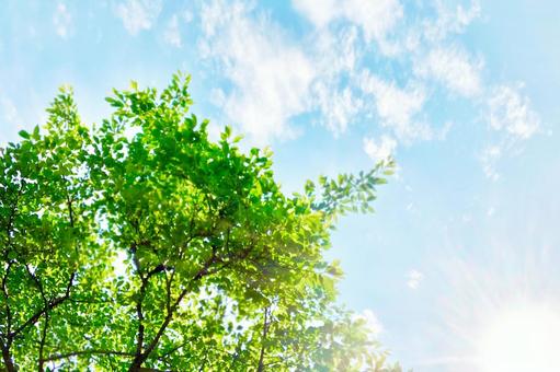 Fresh green that shines in the blue sky, JPG Fresh green that shines in the blue sky, sky, blue sky, fresh green, JPG