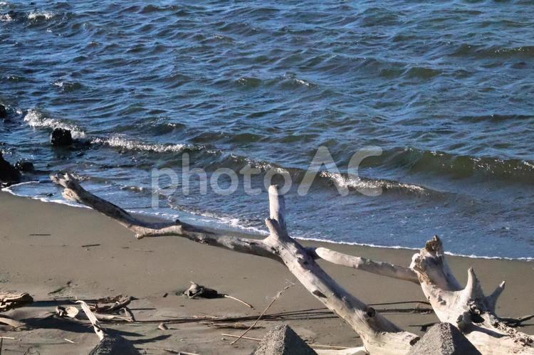 枯れ木のある砂浜と波の打ち寄せる湖岸 枯れ木,砂浜,波の写真素材