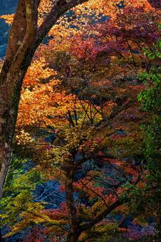 高雄 周山街道の紅葉 京都,高雄,周山街道の写真素材