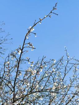 葉桜 葉桜の写真