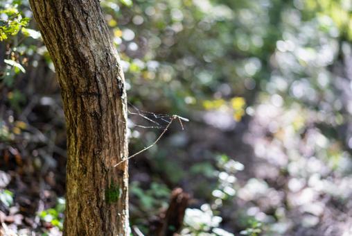森の木肌と光のボケ 自然,風景,森の写真素材