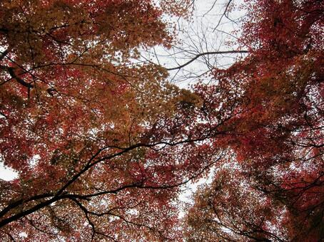 森の中から、空向きの視点の秋の紅葉 森の中から、空向きの視点の秋の紅葉の写真
